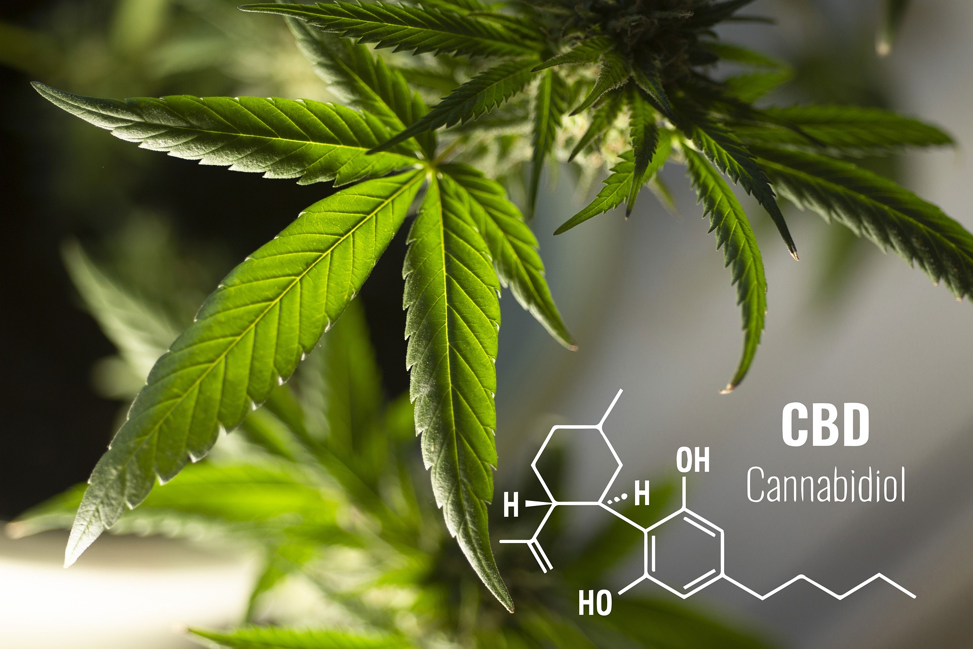 Understand Cannabinoids: Cbn Vs CBD