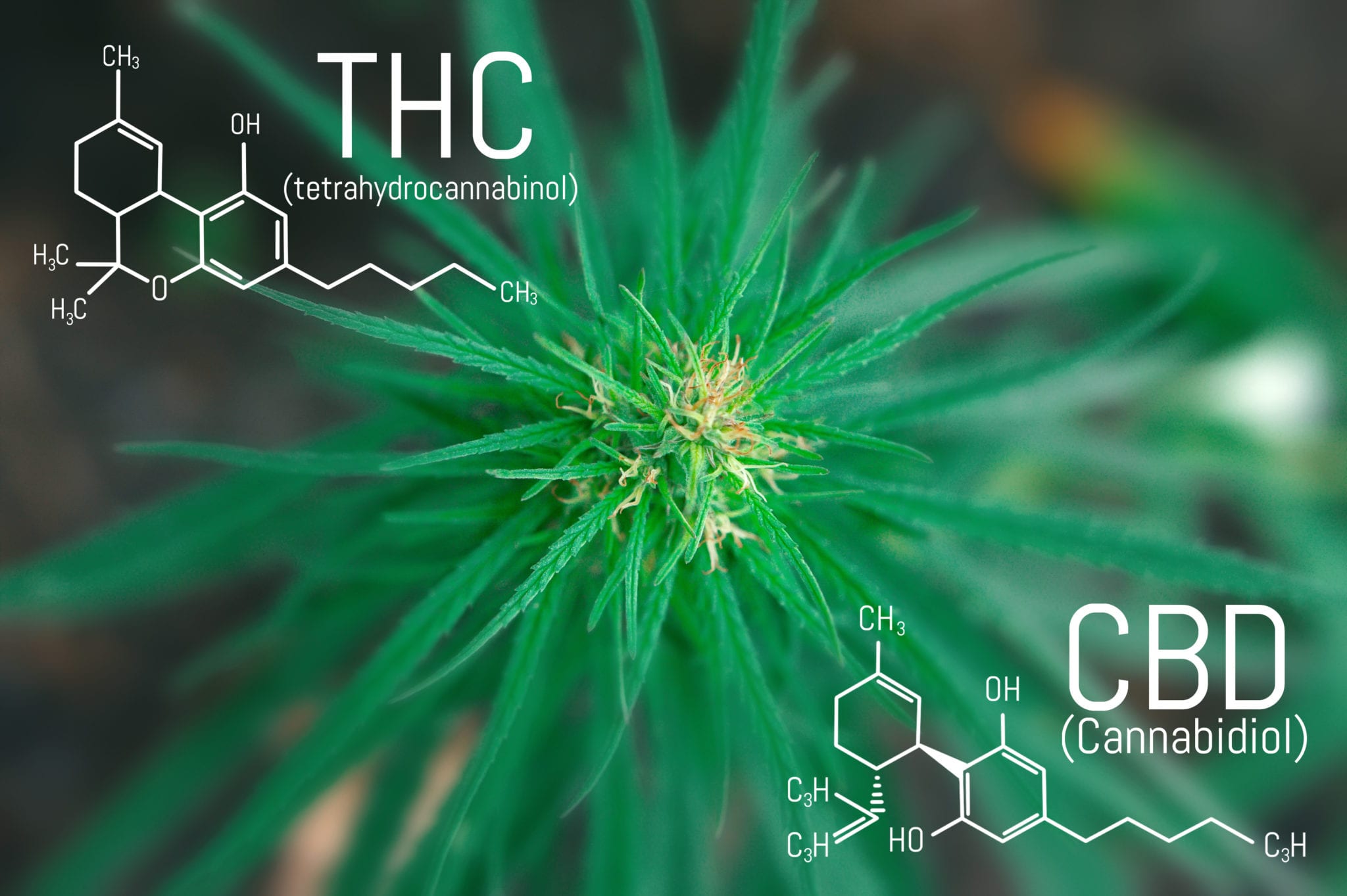 What are the Best THC-B Products
